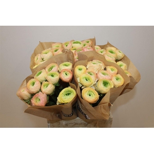 Ran Cloni Ex Pastello Succes