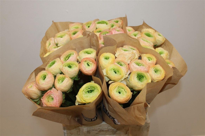 <h4>Ran Cloni Ex Pastello Succes</h4>