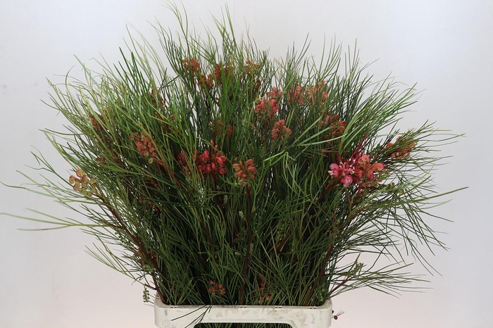 <h4>Grevillea Johnsonii</h4>