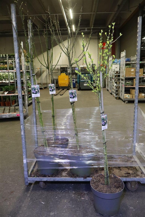 <h4>Hibis Syriacus Op Stam Mixkar</h4>