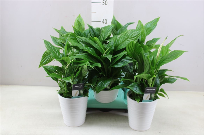 <h4>Spathiphyllum Bellini Wave</h4>