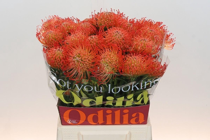 <h4>Nutans Succession</h4>