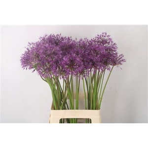 Allium Kleinbloemig X60