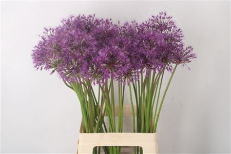 <h4>Allium Kleinbloemig X60</h4>