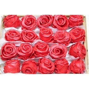 Wax Roos Klein Rood