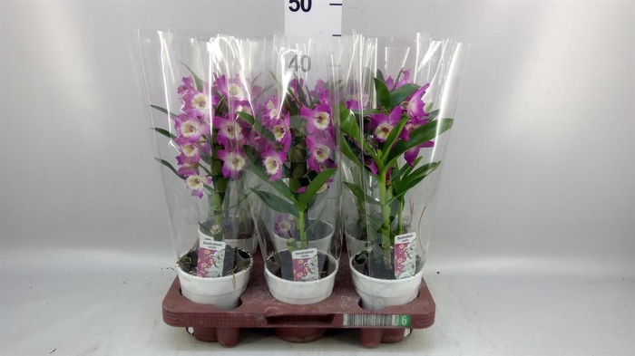 <h4>Dendrobium nob.   ...</h4>