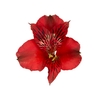 ALSTROEMERIA NATALYA 070 CM