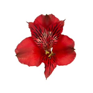 ALSTROEMERIA NATALYA 070 CM