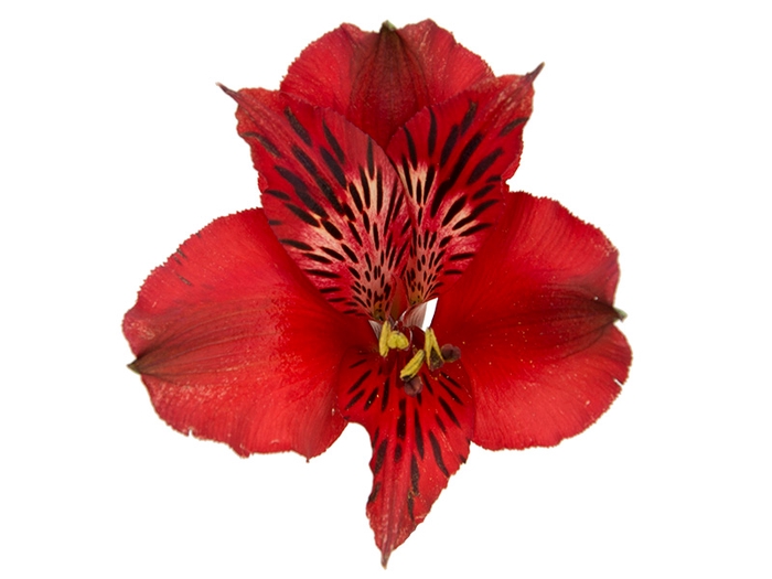 <h4>ALSTROEMERIA NATALYA 070 CM</h4>