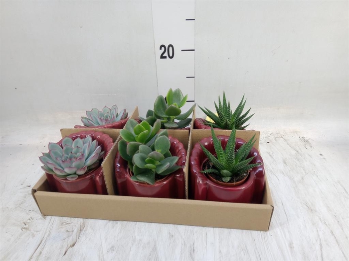 <h4>Succulents   ...</h4>