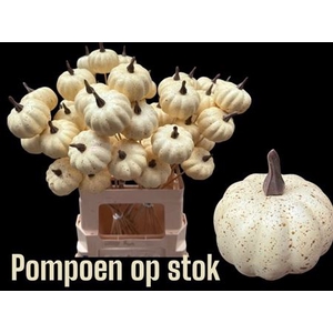 Pumpkin White On Stick