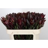 Leucadendron Saf Sunset Dark R.