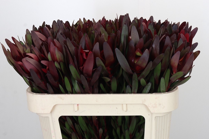 <h4>Leucadendron Saf Sunset Dark R.</h4>