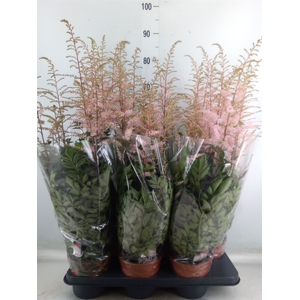 Astilbe   ...