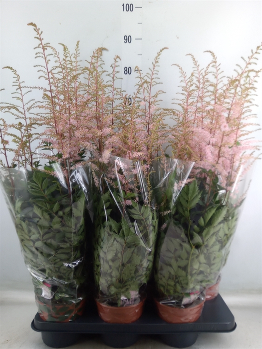 <h4>Astilbe   ...</h4>