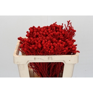 Kaaps Groen Silver Brunia KB Red