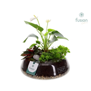 Green Bottle Christel Large met Anthurium Arrangement