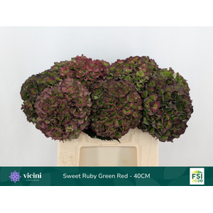Hydr Sweet Ruby Green Red 40 cm Vicini