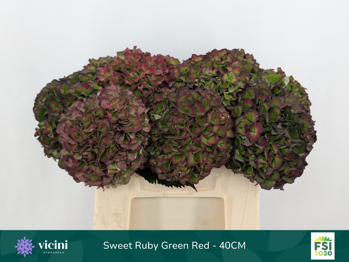 <h4>Hydr Sweet Ruby Green Red 40 cm Vicini</h4>
