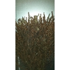 GAGEL 55 CM