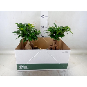Ficus microcarpa 'Ginseng'