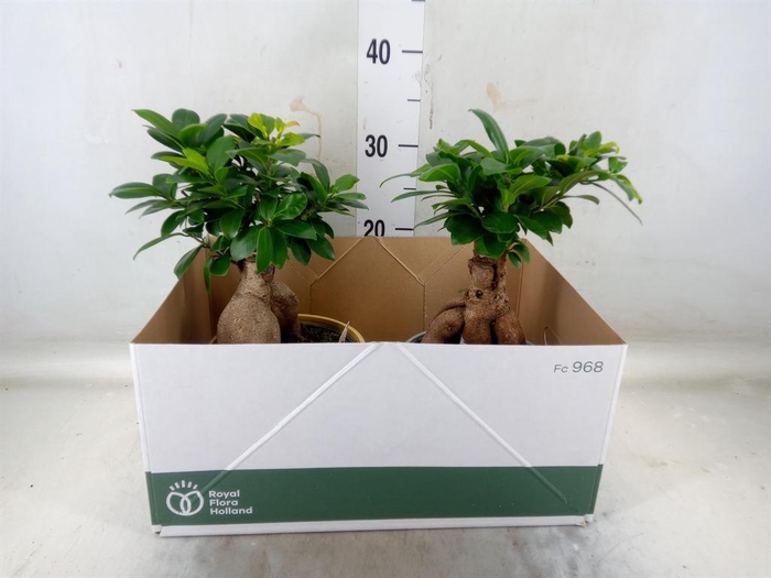 <h4>Ficus microcarpa 'Ginseng'</h4>