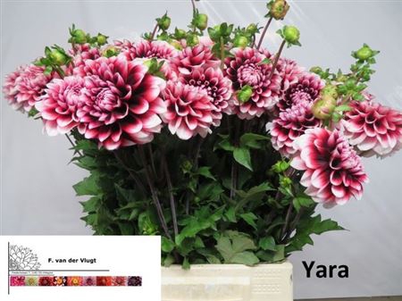 <h4>Dahl Yara</h4>