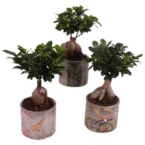 Ficus m. Ginseng Ball Shape Ø12cm in Ø13cm Ceramic BY561