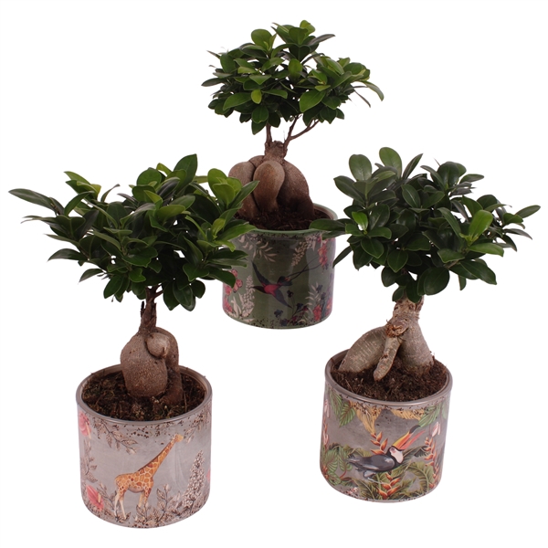 <h4>Ficus m. Ginseng Ball Shape Ø12cm in Ø13cm Ceramic BY561</h4>