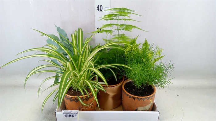 <h4>Planten  ..mix</h4>