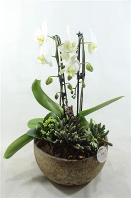 <h4>Ph041 Esra Gold</h4>