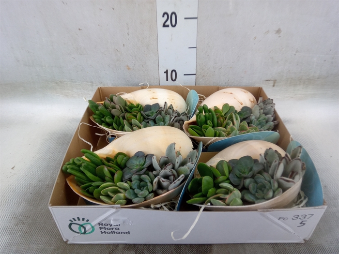 <h4>Planten  ..in schelp L%</h4>