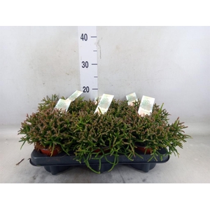 Rhipsalis burchellii