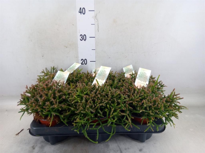 <h4>Rhipsalis burchellii</h4>