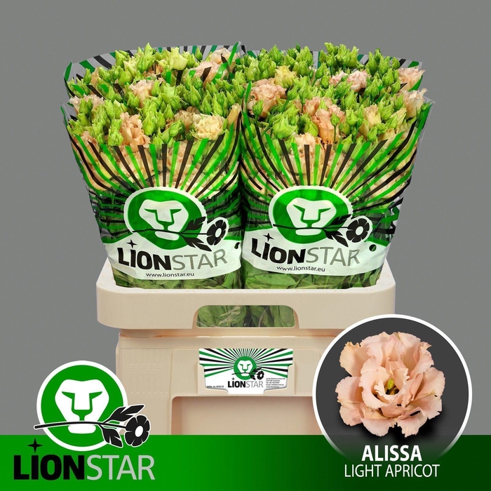 <h4>Alissa Light Apricot</h4>