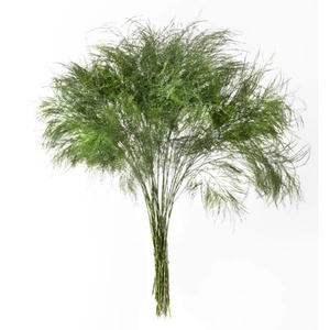 TREEFERN C.R.