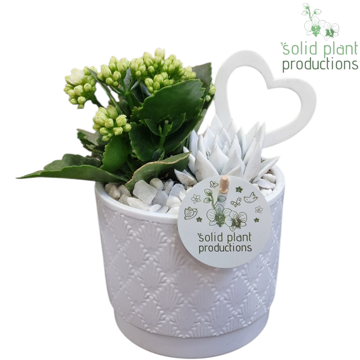 <h4>KE001 Ariël White VM</h4>