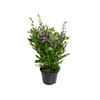 ANGELONIA P14 ROXO