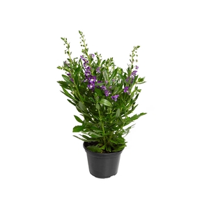 ANGELONIA P14 ROXO