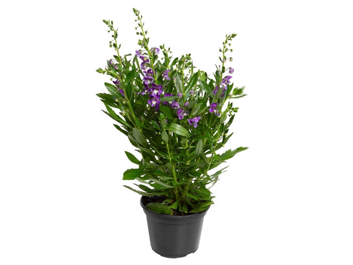 <h4>ANGELONIA P14 ROXO</h4>