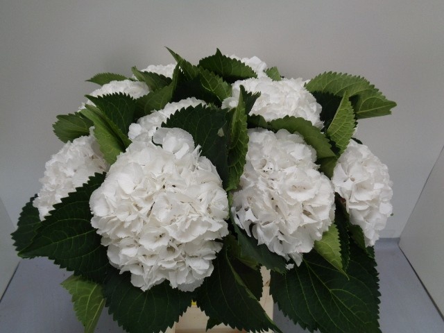 <h4>HYDR M MAG SNOWFLAKE</h4>