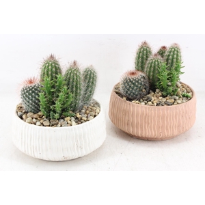 arr2 UB - Ker. Es Verde cactus x3