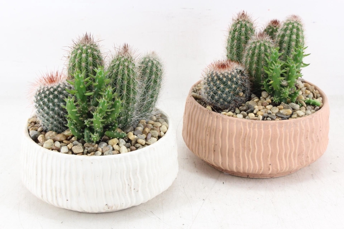 <h4>arr2 UB - Ker. Es Verde cactus x3</h4>