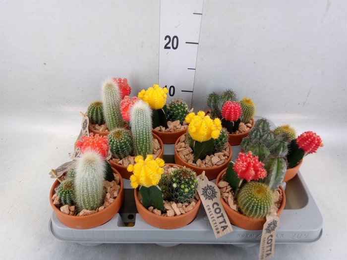 <h4>Arr.  Cactus L%</h4>