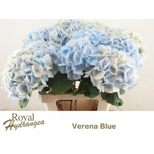 HYDR M CH VERENA BL