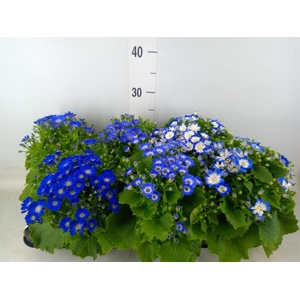 Pericallis cr. 'Venezia'   ...mix