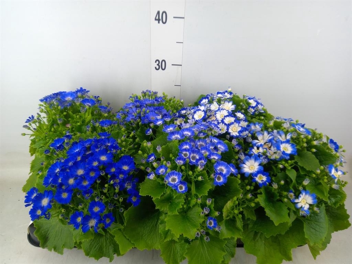 <h4>Pericallis cr. 'Venezia'   ...mix</h4>