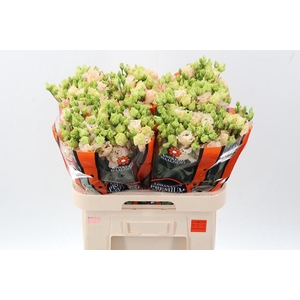 Eus G Alissa L Apric