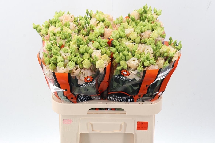 <h4>Eus G Alissa L Apric</h4>