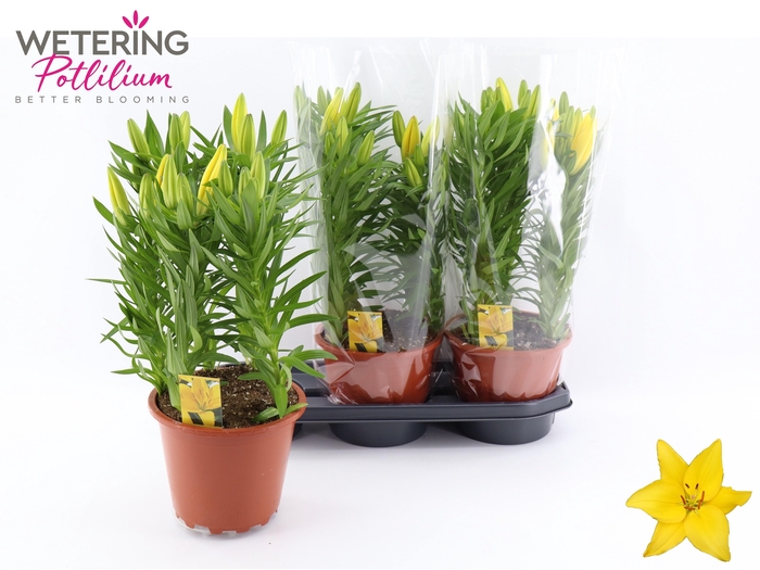 <h4>LIL AS TINY RANGER</h4>